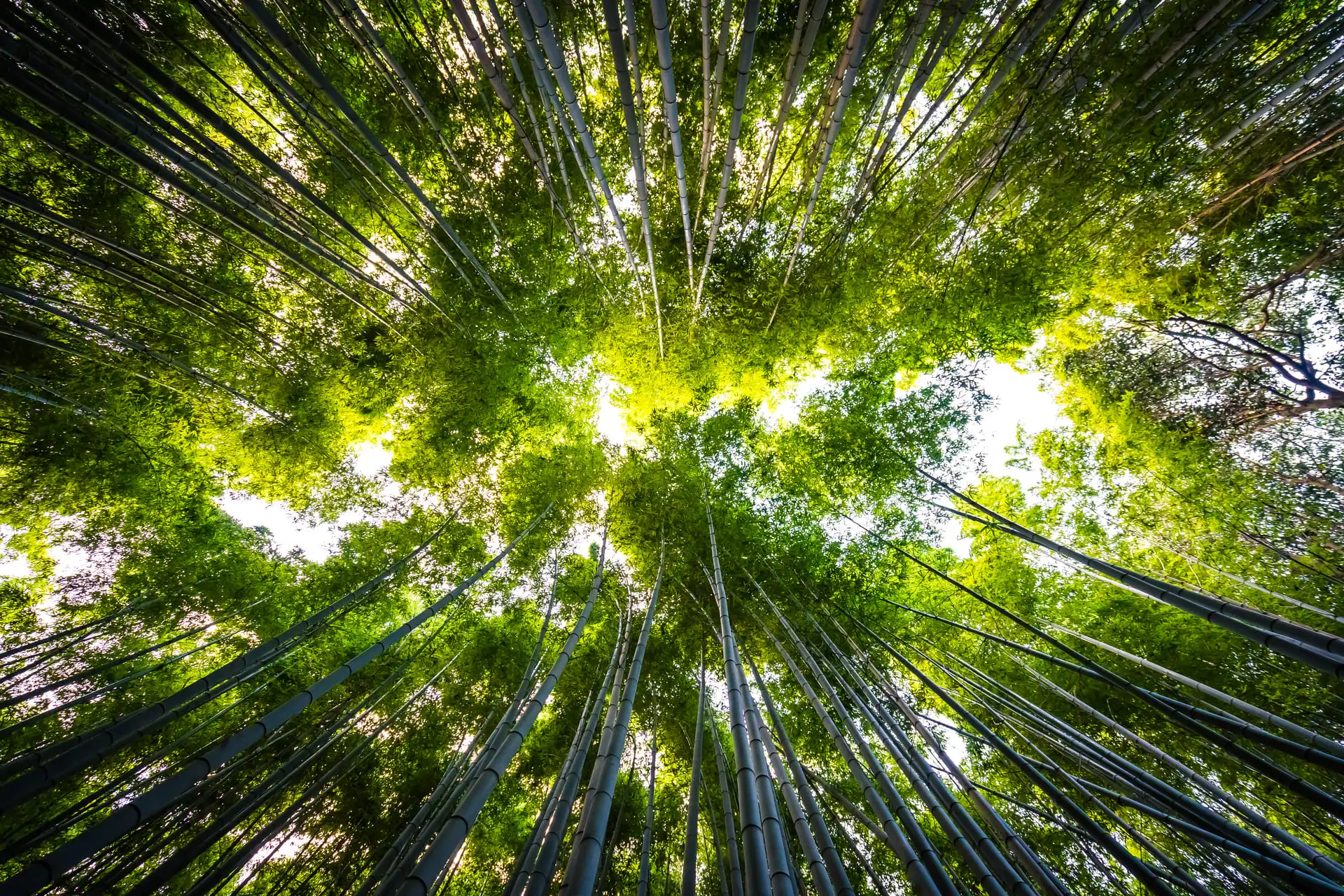 Vue d'une foret depuis le sol